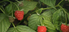 The Benefits of Raspberry Leaf Tea During Pregnancy