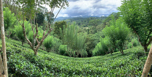Sri Lanka - Ceylon Tea (Part 1)
