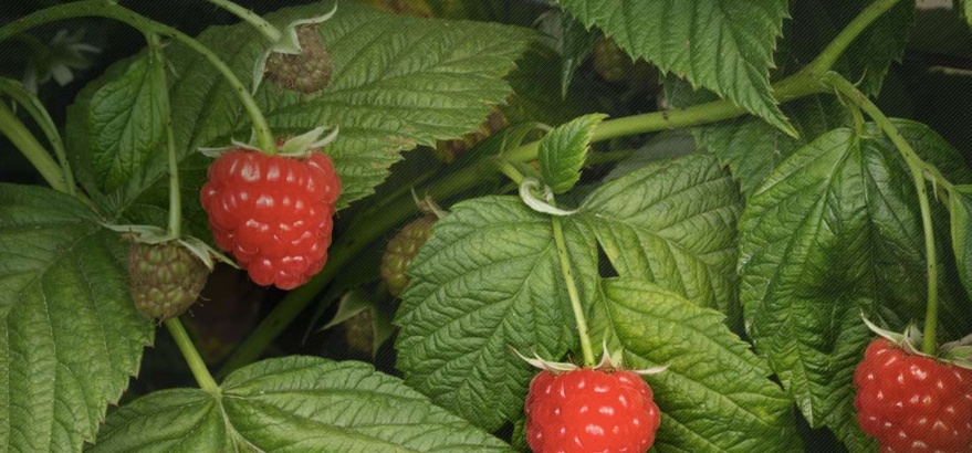The Benefits of Raspberry Leaf Tea During Pregnancy
