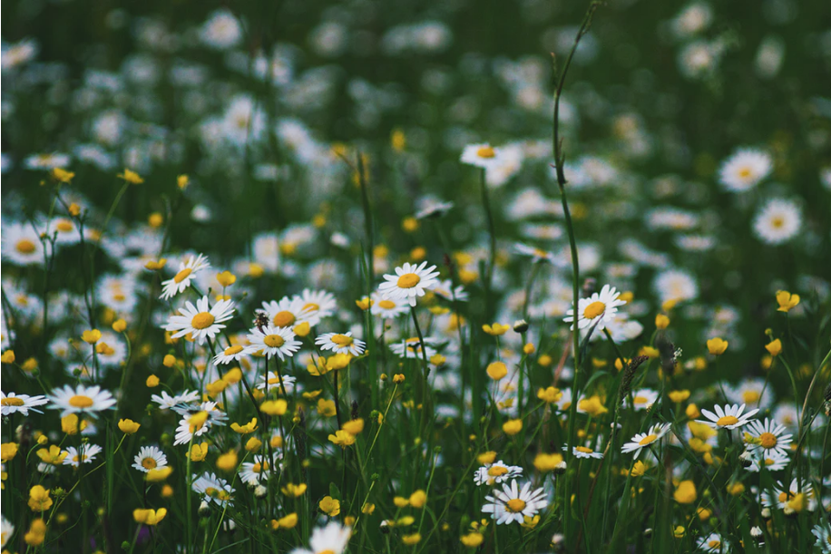 Botanical Spotlight: all you need to know about Chamomile