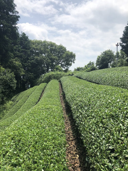 Japanese Green Teas (Direct from Tea Farmers)