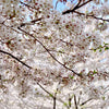 Sakura Oolong